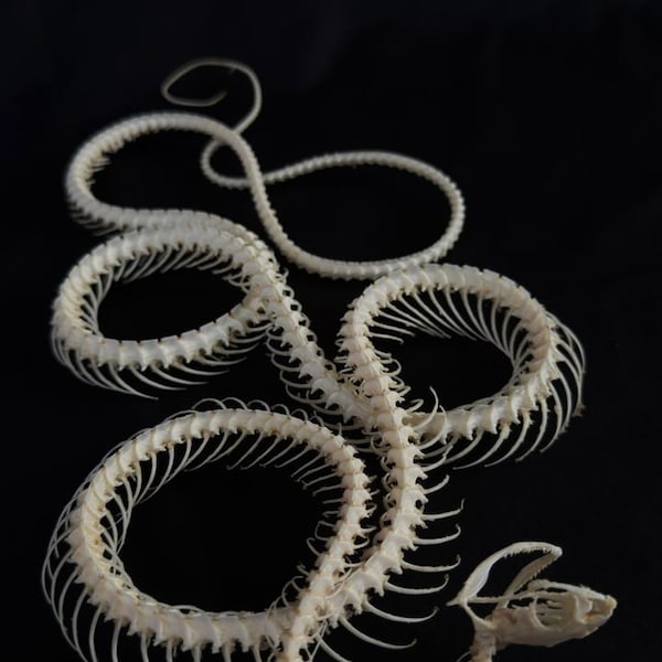 Real Taxidermy Snake Ptyas Korros Triple Coiled Skeleton
