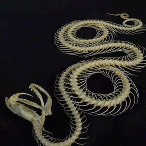 Könnte beinhalten: Ein gebleichtes weißes Schlangenskelett mit einem detaillierten Schädel mit sichtbaren Giftzähnen und einer langen, gegliederten Wirbelsäule mit zahlreichen dünnen, gebogenen Rippen, die entlang der gesamten Länge des gewundenen Körpers verlaufen.