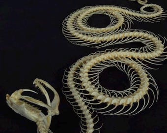 Real Trimeresurus Alborabis Snake Four Coiled Skeleton