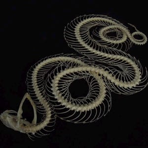 Äkta Trimeresurus Alborabis orm trippelspiralskelett