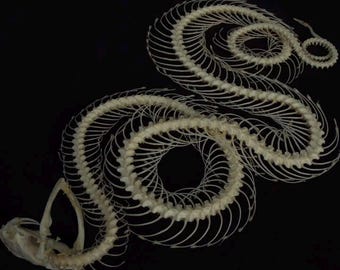 Real Trimeresurus Alborabis Snake Triple Coiled Skeleton