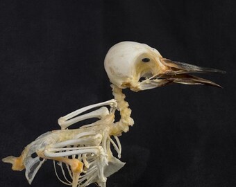 Esqueleto de pájaro Dendrocopos macei taxidermia real
