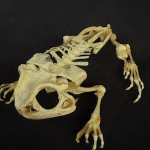 Real Taxidermy Frog (Asian toad) Skeleton