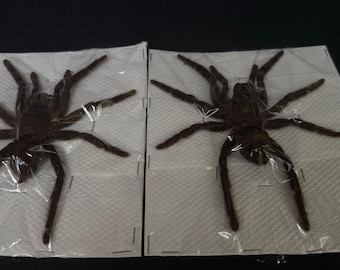 Real Eurypelma Spinicrus Tarantula 2 pieces