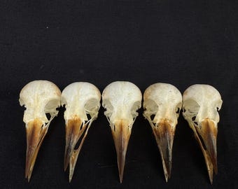 Cráneos de aves pícidas taxidermizadas reales (lote de 5 piezas)