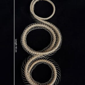 Esqueleto de serpiente Ptyas Korros disecada real (forma longitudinal)