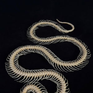Pode incluir: Esqueleto de cobra sobre fundo preto. Os ossos são esbranquiçados, dispostos em forma sinuosa. O crânio é visível na cabeça do esqueleto. A imagem é bem iluminada, destacando a estrutura óssea e os detalhes.