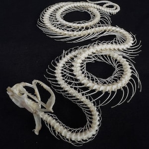 Real Trimeresurus Alborabis Snake Triple Coiled Skeleton