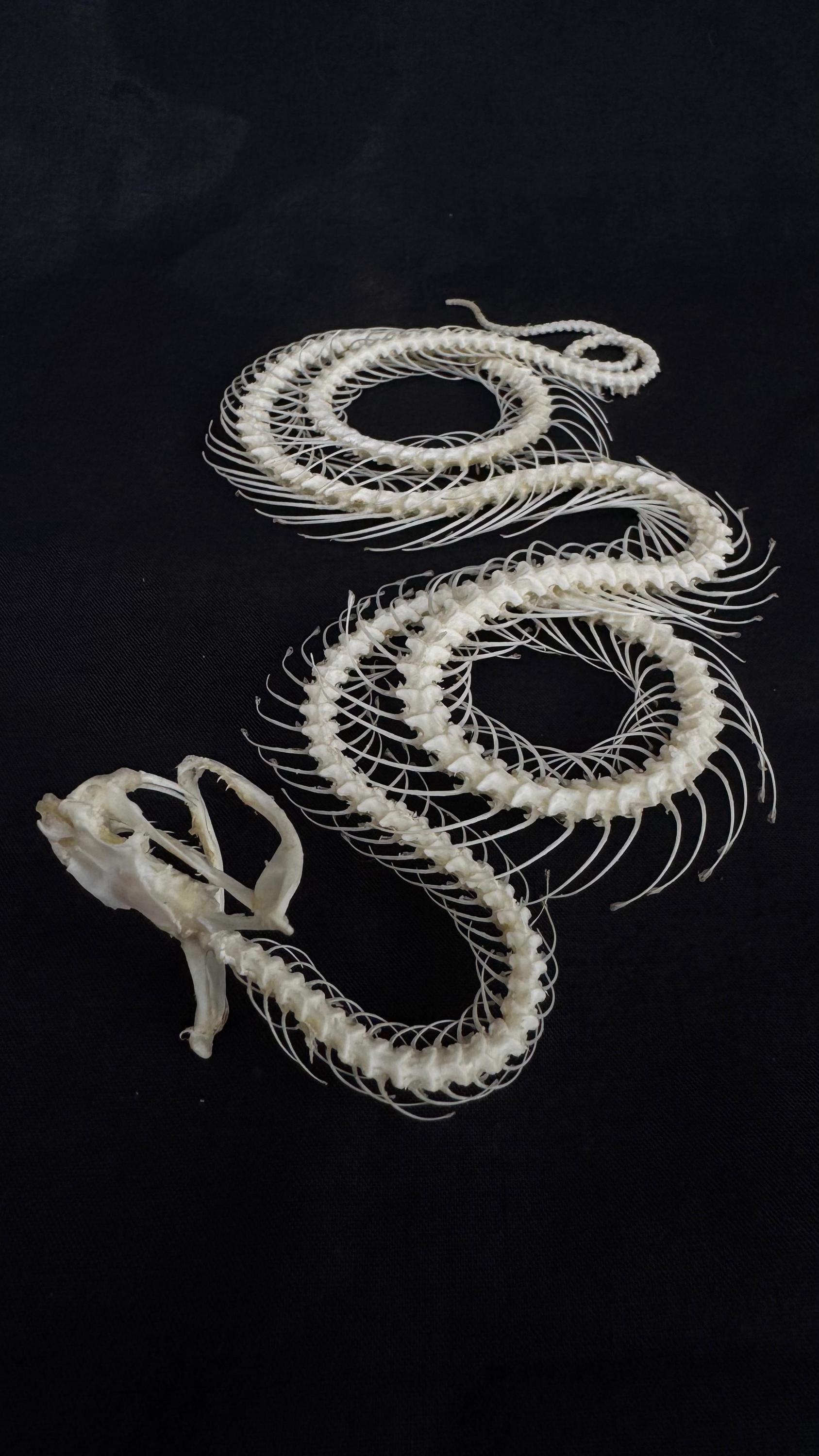Real Trimeresurus Alborabis Snake Triple Coiled Skeleton