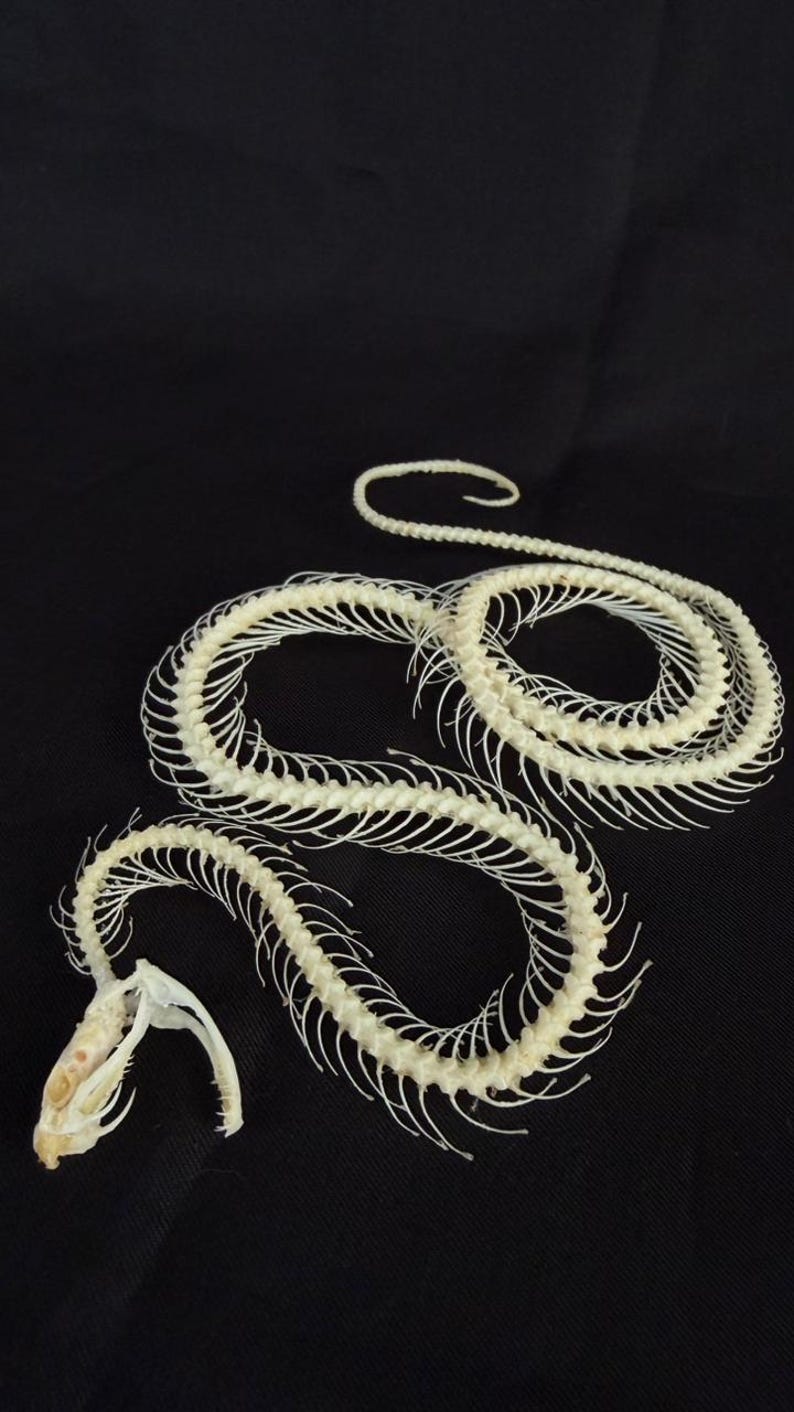 Snake Ribs Bone Real Taxidermy Snake Trimeresurus Albolabris One Coiled - Etsy