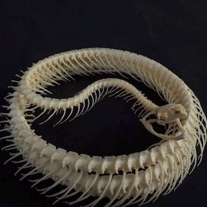 May include: An off-white snake skeleton arranged in a circular coil. The specimen displays a detailed skull with an open jaw, followed by a long, continuous vertebral column featuring numerous thin, protruding ribs along the entire length.