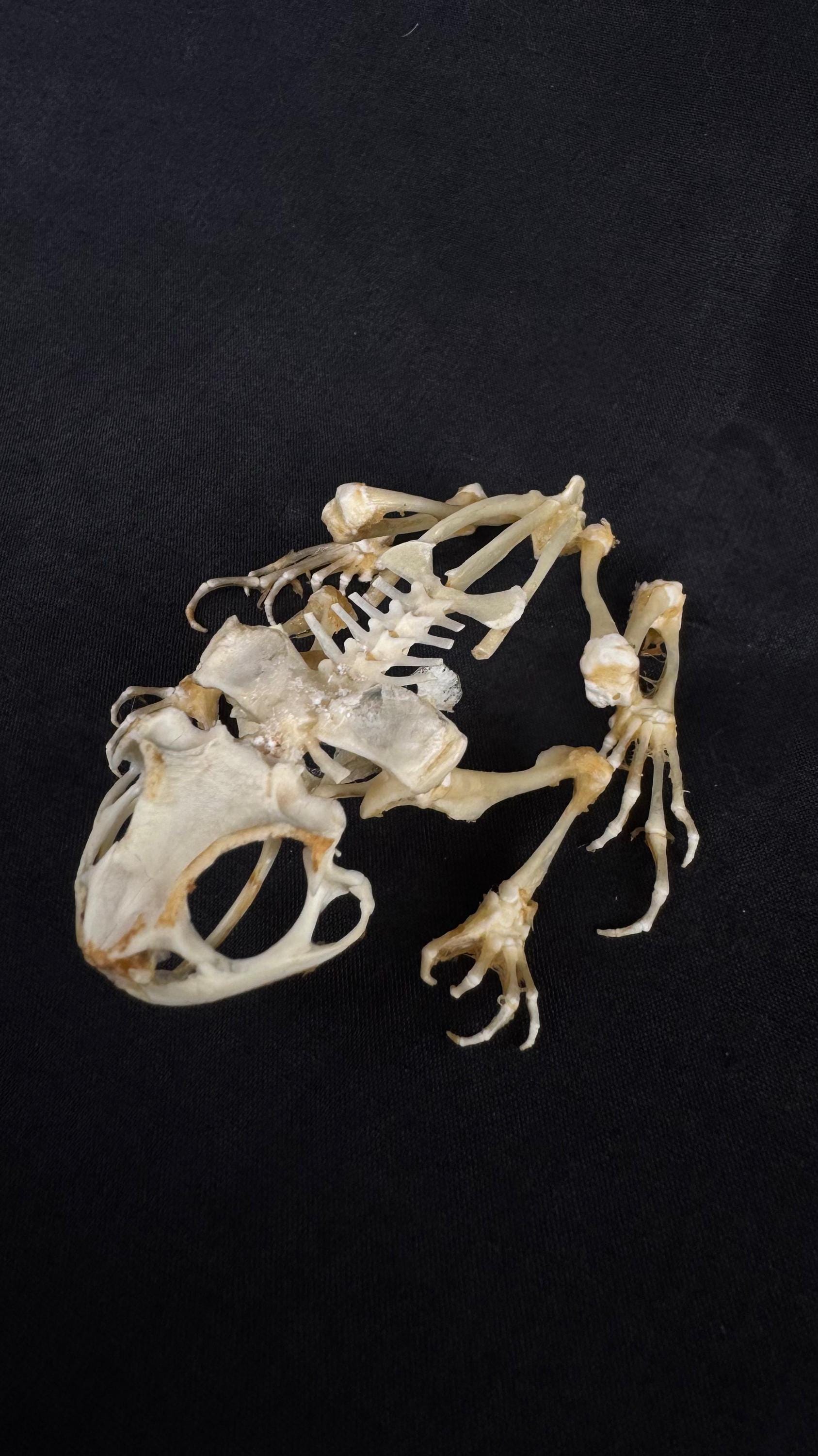 Esqueleto de rana (sapo asiático) taxidermia real