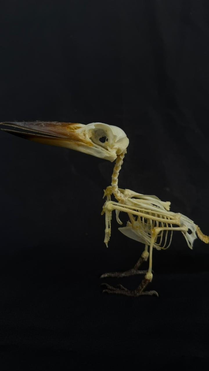 Squelette D’Oiseau Réel – Taxidermie – Ostéologie – Spécimen Nature