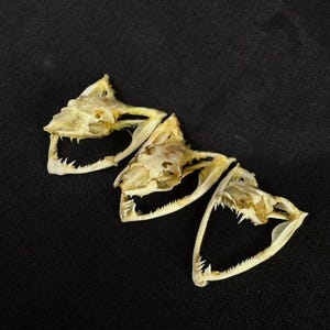 Crânio de cobra real Ahaetulla prasina (lote com 3 peças)