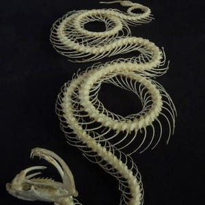 Esqueleto de quatro espirais da verdadeira cobra Trimeresurus Alborabis