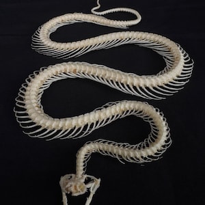 Real Snake Enhydris alternans Skeleton Curved