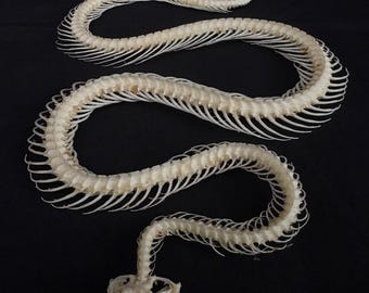 Real Snake Enhydris alternans Skeleton Curved