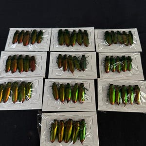 Peut inclure: Neuf ensembles d'ailes de coléoptères iridescentes, chacune emballée sur une carte blanche et scellée dans du plastique transparent. Les ailes présentent un spectre de couleurs, dont le vert, l'or et le rouge, avec un éclat métallique. L'arrangement suggère un article de bricolage ou décoratif.