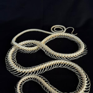 Puede incluir: Esqueleto completo de serpiente, con vértebras y cráneo articulados, sobre un fondo negro. Los huesos son de un color blanquecino natural, mostrando la intrincada estructura de la columna vertebral y las costillas. La cabeza de la serpiente es visible en la parte inferior.