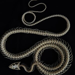 May include: A detailed overhead shot of a snake skeleton against a black background. The off-white bones are arranged in a sinuous pattern, with the skull and spine clearly visible. The vertebrae and ribs are meticulously displayed.