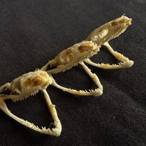 Puede incluir: Primer plano de un esqueleto de insecto beige, posiblemente una mantis religiosa, con detalles intrincados. Los restos esqueléticos se colocan sobre una superficie oscura y texturizada, mostrando la delicada estructura del exoesqueleto.
