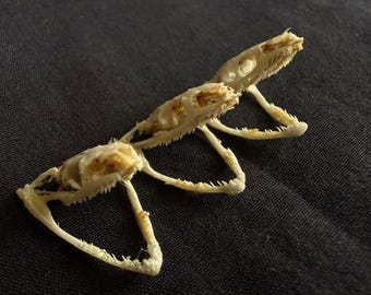 Real Dendrelaphis Pictus Snake Skull (Lots 3 pcs)