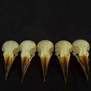 May include: Five off-white bird skulls arranged in a horizontal row. Each skull features a smooth, rounded cranium and a pointed, dark brown beak that transitions from a lighter tan at the base to a deep, dark brown at the sharp, narrow tip.