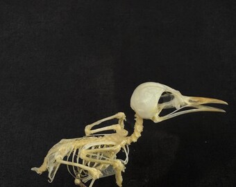 Esqueleto de pájaro taxidermizado real Orthotomus ruficeps