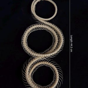 Real Taxidermy Snake Ptyas Korros Skeleton (Length form)