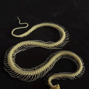 May include: An off-white snake skeleton arranged in a winding, S-shaped curve. The specimen displays a detailed vertebral column with numerous delicate, thin ribs extending outwards along the entire length of the body, ending in a small skull.