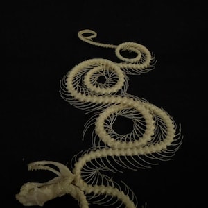May include: A snake skeleton displayed against a black backdrop. The off-white bones are arranged in a winding, serpentine pattern, with the skull and jaws visible at the top. The bones are intricately detailed.