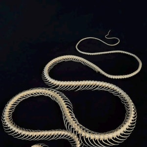 May include: A complete, off-white snake skeleton arranged in a winding, S-shaped pattern. The specimen displays a detailed skull with visible eye sockets and jaw structure, followed by a long, articulated vertebral column with numerous ribs.