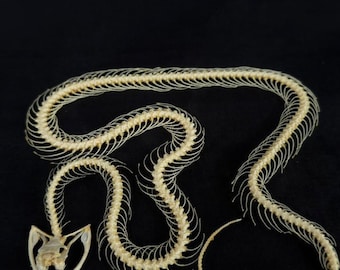 Real Trimeresurus Alborabis Snake Skeleton (Width form)