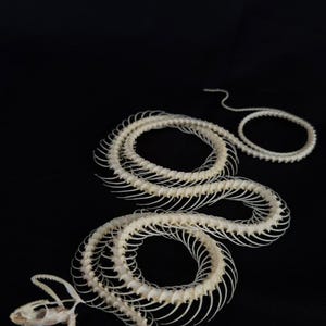 Könnte beinhalten: Detaillierte Aufnahme eines Schlangenskeletts vor schwarzem Hintergrund. Die Knochen sind cremeweiß und in einer gewundenen, serpentinenartigen Form angeordnet. Der Schädel ist oben links sichtbar, mit geöffnetem Kiefer. Der Gesamteindruck ist wissenschaftlich und künstlerisch.