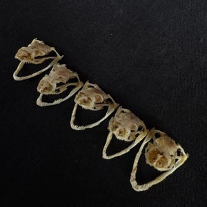 Crânio de cobra Dendrelaphis Pictus real (lote com 5 peças)