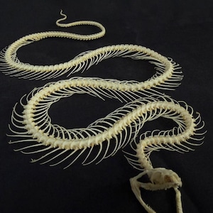 Pode incluir: Esqueleto de cobra sobre fundo preto. Os ossos esbranquiçados estão dispostos em forma sinuosa, com o crânio e a coluna vertebral claramente visíveis. A imagem destaca a estrutura esquelética.