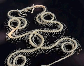 Echte Doppel-Trimeresurus-Alborabis-Schlange