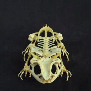 May include: A cream-colored frog skeleton specimen displayed from a top-down perspective. The skeletal structure includes the skull, spinal column, rib cage, and four limbs with articulated digits, all preserved in a rigid, anatomical arrangement.