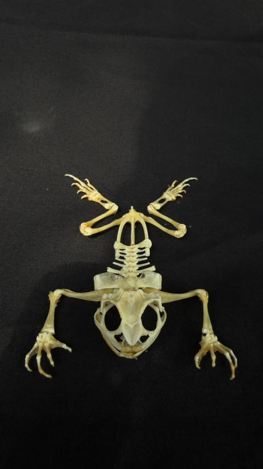 Real Taxidermy Swimming Frog (asian Toad) Skeleton - Etsy, image size:1080x1920