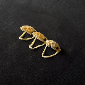 Crânios de cobra H. Plumbea reais (lotes com 3 peças)
