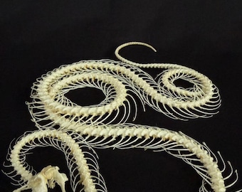 Real Trimeresurus Alborabis Snake Skeleton Double Coiled