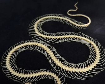 Real Trimeresurus Alborabis Snake Skeleton Curved