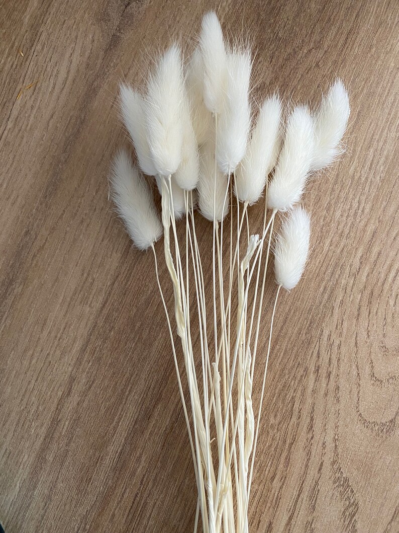 White Bunny Tails Bunch of 20 Stems. Etsy UK