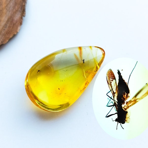 Amber with Insect Fossil,Collector Specimen,Unique Baltic Amber Piece, Genuine Natural Amber,Baltic Amber with Insect for Million Years