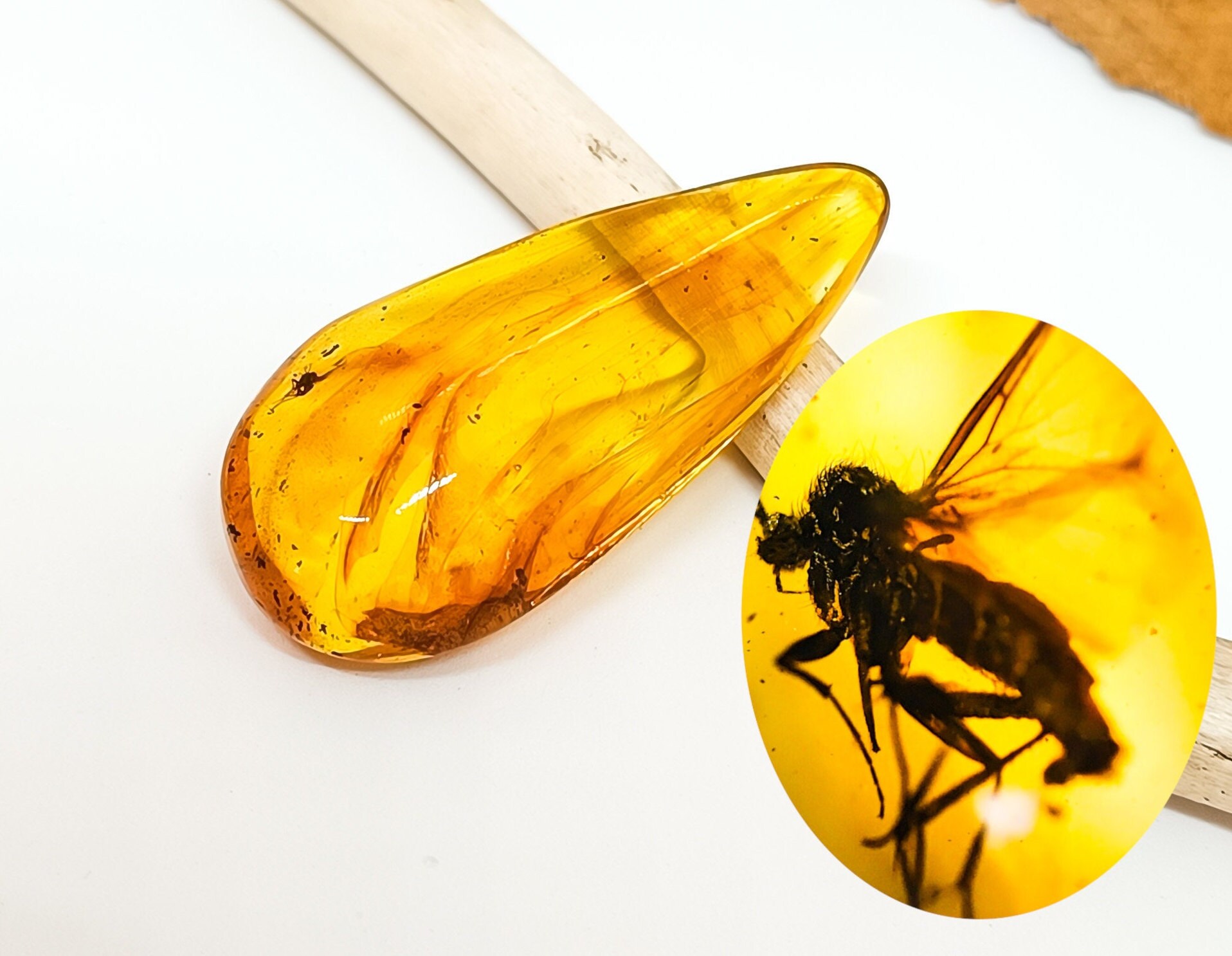Insect in Amber, 40 Million Year Old Insect Fossil in Baltic Amber