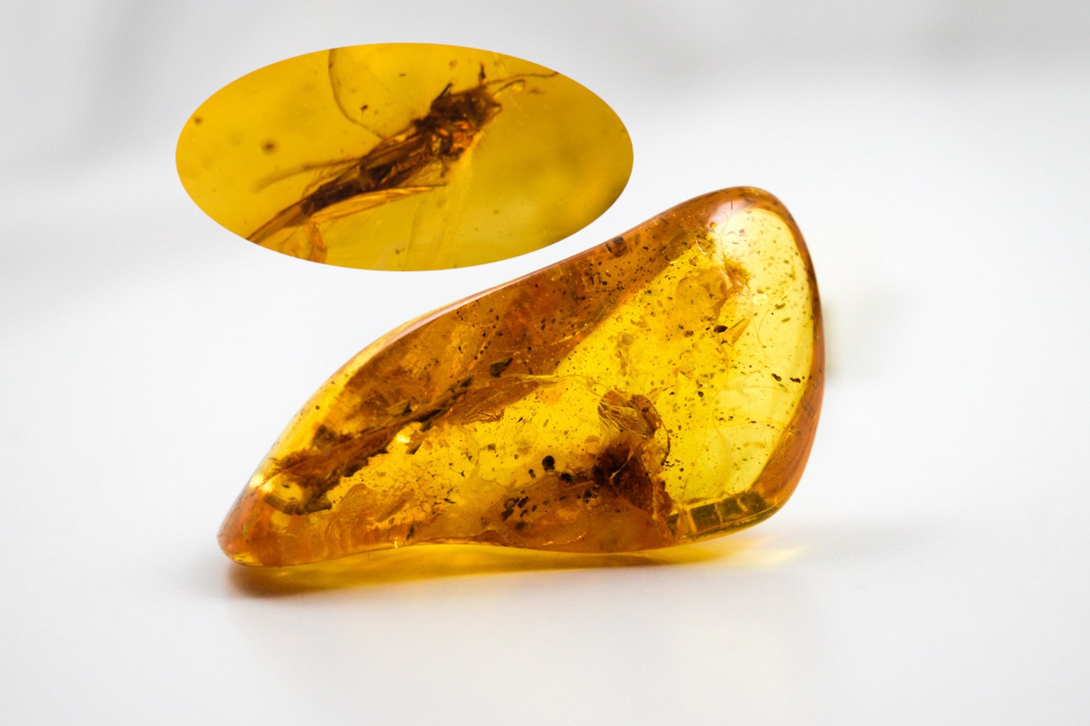 Amber With Insect Fossil Inclusionbaltic Amber With Insect Etsy