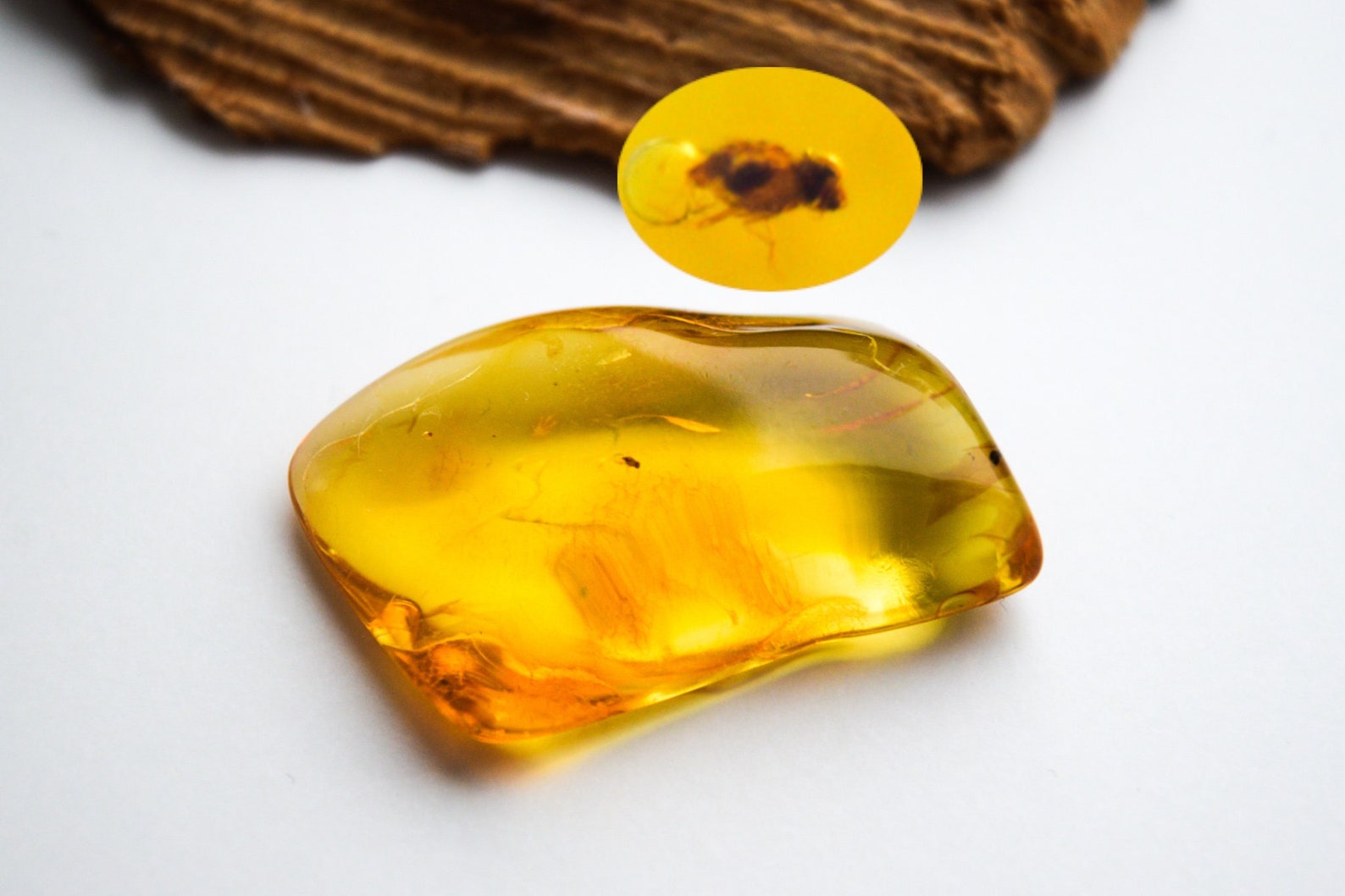 Amber With Insect Fossil Inclusionbaltic Amber With Insect Etsy