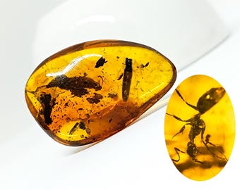 4千万年前の昆虫入り樹液の化石 特別オファー – 琥珀の中の昆虫 | 4000万年前の化石入り | ジュラ紀