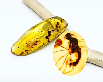 Insect in Amber, 40 million year old Insect Fossil in Baltic Amber,Collector's Piece, Palm Stone,Natural Genuine Amber Stone, Unique Gift