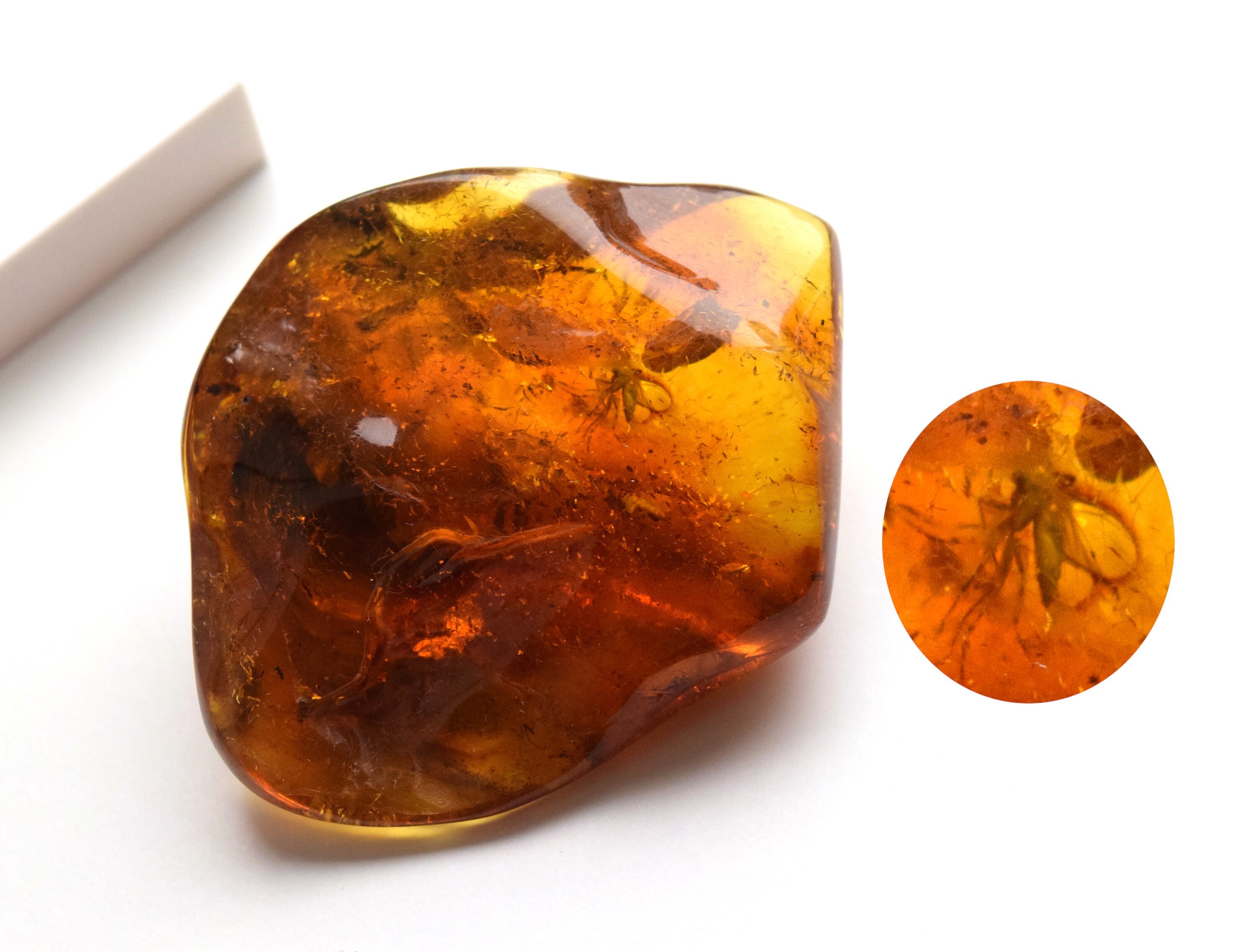 Large Natural Amber Stone with Insect Collectors Amber Etsy